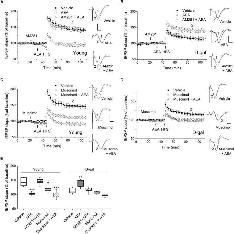 CB1 activation facilitated hippocampal LTP in D-gal-treated rats but impaired LTP in young controls. (A) Time course of LTP with endocannabinoid anandamide (AEA, 1 μM) or vehicle (1% DMSO) applied for 15 min prior to HFS in young rats, or with a 10 min-pretreatment of AM281 (100 μM) followed by the AEA application. Drugs were delivered via intra-CA1 injections. n = 5–6 rats/group Right, Representative fEPSP traces before (1) and 40 min after HFS (2) in young and D-gal-treated animals. (B) Similar to (A), except that D-gal-treated rats was used for this study. Five rats were used in each group. (C) Time course of LTP with a 25 min intra-CA1 injection of 100 μM muscimol, a selective GABA-A receptor agonist, or vehicle (1% DMSO) prior to HFS in young rats, or with a 10 min pretreatment of muscimol followed by a 15 min AEA application. n = 5 rats/group. (D) Similar to C, except that D-gal-treated rats was used for this study. n = 5 rats/group. (E) Quantification of fEPSP slope change showing AEA reduced LTP in young animals but increased LTP in D-gal-treated rats, which was blocked by CB1 antagonist AM281. Pretreatment of muscimol abolished the AEA-induced LTP enhancement in D-gal treated rats. *P < 0.05, **P < 0.01, ***P < 0.001 compared with the vehicle control as determined by one-way ANOVA followed by Bonferroni’s t-test. Calibration: 5 ms, 0.5 mV.