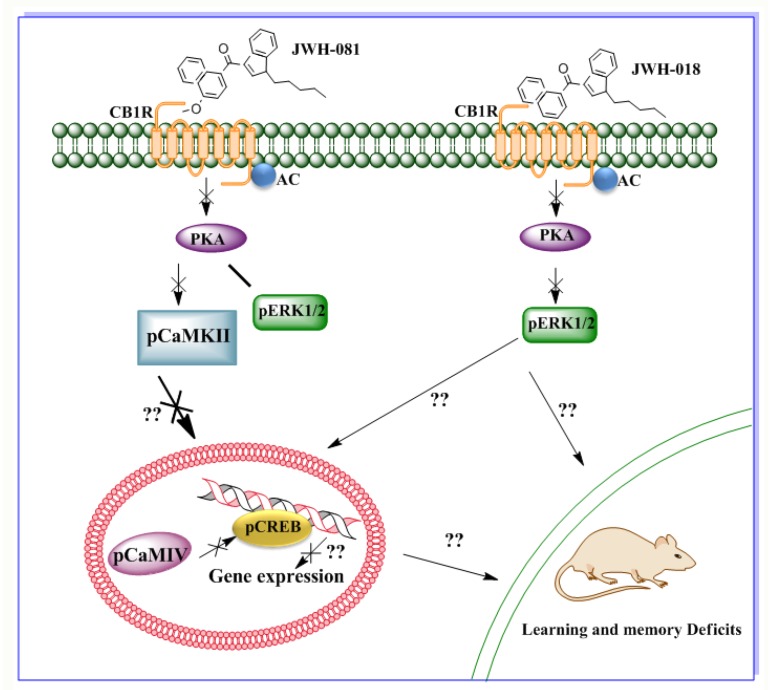 Schematic diagram showing the CB1R signaling mechanism of the SCBs found in Spice products. JWH-081 and JWH-018 both act on CB1R but activate distinct CB1R signaling events. JWH-018, which has a higher affinity for CB2R than for CB1R, reduces pERK1/2. JWH-081, which has a stronger affinity for CB1R than for CB2R, does not affect pERK1/2 but does impair pCaMKIV and pCREB levels, which are linked with Arc gene expression.