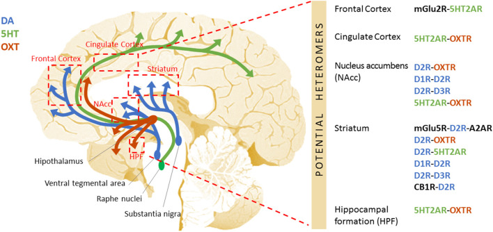 Schematic representation of the potential GPCR heteromers proposed as new therapeutic targets to treat autism. Aside from the widely studied GABAergic and glutamatergic systems, other neurotransmitter systems are critical for the fine-tuning of the excitatory/inhibitory imbalance described in autism. Among these are the dopaminergic, serotonergic, oxytocinergic, and cannabinoid systems. The specific receptors for these neurotransmitters equally represent putative therapeutic targets. Further, these GPCRs heteromers have been shown to display properties that differ from those of their individual components, leading to the activation of distinctive cellular signaling pathways. Differences in the GPCR interactome may underlie the etiology/pathophysiology of autism. This figure shows the DA (blue), 5HT (green), and OXT (red) neural circuits, and the brain regions they connect to (red boxes) where the existence of GPCR heteromers has been described in mammalian brain (mouse, rat, primate, or human). On the right side, the specific GPCR heteromers found in each of these regions are specified.