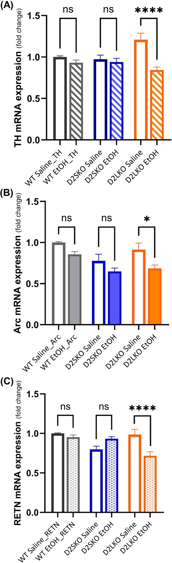 The expressions of TH, Arc and RETN mRNAs in the striatum after chronic alcohol exposure were quantified by qPCR. The y‐axis indicates the relative mRNA expression level of the gene. (A) TH expression was significantly decreased only in D2L KO mice treated with EtOH (D2LKO EtOH) as compared to D2L KO mice treated with saline (D2LKO Saline) (****p < 0.0001; post hoc Šidák's test following two‐way ANOVA). WT EtOH vs. WT Saline (p = 0.6513). D2SKO EtOH vs. D2SKO Saline (p = 0.9410). The interaction (genotype x treatment) is considered significant [F(2, 66) = 7.559, p = 0.0011; two‐way ANOVA]. Effect of treatment: F(1, 66) = 16.74, p = 0.0001. Effect of genotype: F(2.66) = 0.2748, p = 0.2748. (B) Arc expression was significantly decreased in D2LKO EtOH group compared to D2LKO Saline group (*p = 0.0108; post hoc Šidák's test following two‐way ANOVA). D2SKO EtOH vs. D2SKO Saline (p = 0.2626). WT EtOH vs. WT Saline (p = 0.1714). The interaction is not significant [F(2, 66) = 0.5100, p = 0.6028, two‐way ANOVA]. But both effect of treatment and effect of genotype are significant. Effect of treatment: F(1, 66) = 14.57, p = 0.0003; Effect of genotype: F(2, 66) = 8.029, p = 0.0008. (C) RETN expression was significantly decreased only in D2LKO EtOH group as compared to D2LKO Saline group (****p < 0.0001; post hoc Šidák's test following two‐way ANOVA). WT EtOH vs. WT Saline (p = 0.8092). D2SKO EtOH vs. D2SKO Saline (p = 0.0734). The interaction is considered significant [F(2, 66) = 11.92, p < 0.0001; two‐way ANOVA]. Effect of treatment: F(1, 66) = 3.231, p = 0.0768. Effect of genotype: F(2, 66) = 5.472, p = 0.0063. ns = not significant. GAPDH was used as a reference gene. The expression level of each gene was normalized to that of GAPDH and compared to WT Saline values. The values are the means (± SE) of four independent experiments with three replicates per sample per experiment.