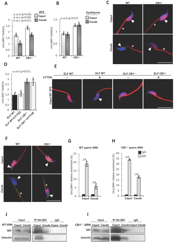 CircLIMA1-dependent sperm nuclear actin organization along the epididymis. qRT-PCR detection of circLIMA1 expression levels in caput and cauda SPZ (A) or epididymis (B) from WT and CB1-/- mice. (C) Immunofluorescence analysis of F-actin by phalloidin staining in caput and cauda SPZ from WT and CB1-/- mice. qRT-PCR detection of circLIMA1 expression levels (D) and Immunofluorescence analysis of F-actin by phalloidin staining (E) in caput SPZ from WT mice in vitro co-incubated with: WT Caput ELF (CTRL group), WT Caput ELF combined with Cytochalasin-D (C8273; Sigma-Aldrich, Milano, Italy) at the concentration of 10 μM (ELF WT+CYTOD); CB1-/- Caput ELF (ELF CB1-/-); CB1-/- Caput ELF combined with Cytochalasin-D 10 μM (ELF CB1-/- +CYTOD); (n=3 different samples for each experimental group from 8 different animals in triplicate). qRT-PCR data are normalized using Cyclophilin and RPS18, for SPZ and epididymis respectively, expressed as DeltaCq and reported as mean value ± S.E.M. Experimental groups with statistically significant differences (p<0.05; p<0.01) were indicated with different letters; the experimental groups without statistically significant differences were indicated with the same letter. White full arrowheads and asterisks represent F-actin localization (red) in sperm head and tail, respectively. Nuclei were labeled with DAPI (blue). Scale bar: 15 µm (F) Immunofluorescence analysis of QKI protein in caput and cauda SPZ from WT and CB1-/- mice. White full arrowheads and asterisks represent QKI localization (green) in sperm head and tail, respectively. Nuclei were labeled with DAPI (blue); F-actin was labeled with phalloidin staining (red). Scale bar: 15 µm (G-H) The enrichment levels of circLIMA1 in the products of RIP assay (QKI-IP compared with IgG-IP) in caput and cauda SRN from WT (G) and CB1-/- (H) mice detected by qRT-PCR. Data are reported as mean ± SEM from three independent experiments. **p<0.01. (J-K) Western blot analysis of RIP protein fraction immunoprecipitated with QKI Ab (QKI-IP) in caput and cauda SRN from WT and CB1-/- mice. QKI-IP was analyzed in comparison to control IgG-IP and Input protein extracts.