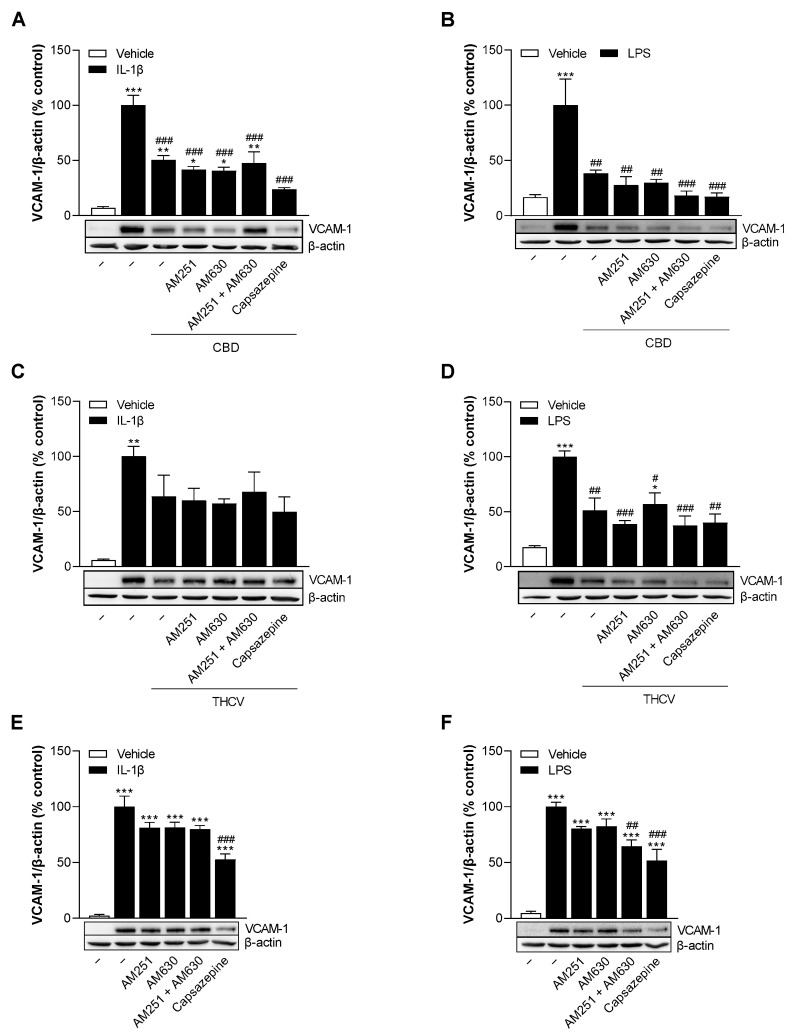 Effect of antagonists against cannabinoid receptors CB1 and CB2 and TRPV1 on VCAM-1 protein levels reduced by CBD and THCV in IL-1β- and LPS-stimulated HCAEC. HCAEC were preincubated with 1 µM AM251, 1 µM AM630, and 1 µM capsazepine for 1 h followed by the addition of 10 ng/mL IL-1β, 6 µM CBD (A), 10 µM THCV (C), or vehicles and subsequent 24 h co-incubation of cells with the compounds or their vehicles. For LPS-stimulated cells, HCAEC were preincubated with receptor antagonists for 1 h and then preincubated with 6 µM CBD (B), 10 µM THCV (D), or vehicle for an additional 1 h. This was followed by the addition of 1 µg/mL LPS or its vehicle and a further 24 h co-incubation of cells with the compounds or their vehicles. As a control, the effects of the receptor antagonists were analyzed upon co-incubation with IL-1β (E) and LPS (F) for 24 h without cannabinoid addition. Thereafter, protein expression was determined by Western blot analysis. The blots shown are representative. Cells treated with vehicle in combination with IL-1β or LPS were set 100%. Data are presented as means ± SEM of n = 3 (3 independent experiments). * p ≤ 0.05, ** p ≤ 0.01, *** p ≤ 0.001 vs. non-stimulated vehicle control group (open columns); # p ≤ 0.05, ## p ≤ 0.01, ### p ≤ 0.001 vs. the 100% IL-1β- or LPS stimulated control group; one-way ANOVA plus Bonferroni post hoc test.