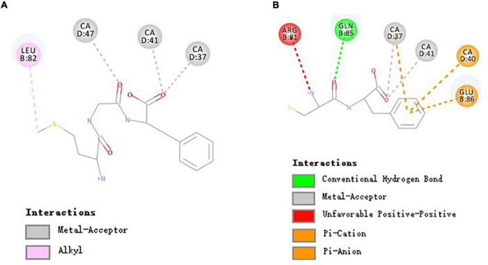 Molecular interactions of MGF, CF, and EPCR. (A) Molecular interactions of MGF and EPCR. (B) Molecular interactions of CF and EPCR.
