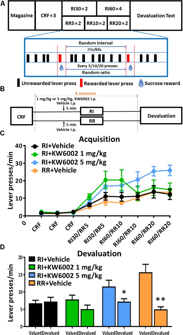 Pharmacological blockade of A2ARs promoted goal-directed valuation. (A) Satiety-based instrumental behavior design schematic. Mice underwent Magazine-CRF-RI/RR-Devaluation procedure sequentially. CRF, continuous reinforcement; RI, random interval; RR, random ratio. (B) KW6002 and vehicle were injected intraperitoneally 5 min before daily RI training session at different doses (1 and 5 mg/kg), meanwhile vehicle was administrated 5 min before daily RR training session as another control group to form goal-directed behavior (C). All mice gradually increased their lever presses in the RI/RR training sessions (training main effect: p < 0.001). There was the interaction effect of training sessions X drug administration groups (p = 0.006) and between subject effect of different drug administration groups (p = 0.022). The statistical significance was only observed between RI+KW6002 5 mg/kg and RR + Vehicle groups (post hoc by Bonferroni test, p = 0.035). (D) In the devaluation test, mice trained with RI and RR procedures performed habitual (p = 0.755) and goal-directed (p = 0.002, ∗∗p < 0.01) behaviors, respectively, as designed. Mice received 1 mg/kg KW6002 tended to decrease their lever presses in the devalued condition but with no statistical significance (p = 0.141), while mice of 5 mg/kg group displayed markedly goal-directed performance in the devaluation test (p = 0.030, ∗p < 0.05). All data was analyzed by two-way ANOVA for repeated measurement, followed by post hoc comparison with Bonferroni test [RI group, n = 8; RI+KW6002 (1 mg/kg) group, n = 7; RI+KW6002 (5 mg/kg) group, n = 8; RR group, n = 9].