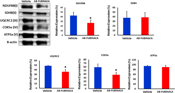 The expression level of mitochondrial complexes (I-V) proteins in the kidney of vehicle and AB-FUBINACA treated mice. Data presented as mean ± SEM. *p-value < 0.05