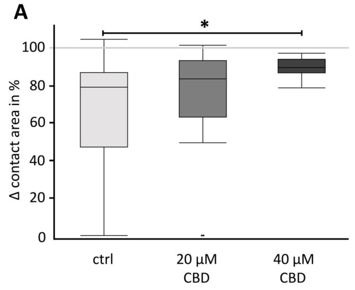 Contact strength analysis using the Double Orbital Challenge (DOC) (A) in box plots and (B) visualization of paired oocytes (CLDN4/5/18 + CLDN4/5/18) by transmitted light optical microscopy before and after carrying out DOC. The Δ contact area after incubation with 40 µM CBD was significantly larger than in control oocytes (N = 3, n = 11, * p = 0.0472, Kruskal–Wallis test followed by a Dunn–Bonferroni correction). In contrast, the contact area difference of the oocyte pairs incubated with 20 µM CBD and ctrl was not significantly altered. Representative images (scale bars = 100 µm).