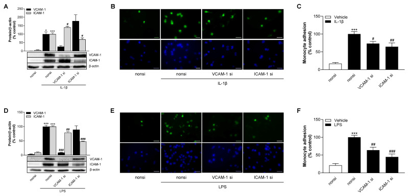 Effect of VCAM-1 and ICAM-1 siRNA transfection on IL-1β- (A–C) or LPS (D–F)-induced monocyte adhesion to HCAEC. HCAEC were seeded with a negative control siRNA (non-silencing siRNA, nonsi), VCAM-1 siRNA or ICAM-1 siRNA at 10 nM each and allowed to adhere for 24 h. Cells were then treated with 10 ng/mL IL-1β or 1 µg/mL LPS or vehicle for a further 24 h. (A,D) Knockdown efficiency of VCAM-1 and ICAM-1 were determined by Western blot analysis and normalized to β-actin. Cells treated with IL-1β or LPS and non siRNA served as controls (set as 100%). (B,C,E,F) Adhesion analysis of monocytes to endothelial cells was performed as described previously. Adhesion was calculated using the following formula: % adhesion = (number of calcein-AM-positive cells/number of Hoechst 33342-positive cells) × 100. IL-1β- (A,B) or LPS (D,E)-stimulated controls were defined as 100%. Data are shown as means ± SEM of n = 3 independent experiments (A,D), n = 8 (4 independent experiments (B,C)) or n = 6 (3 independent experiments (E,F)). * p ≤ 0.05, *** p ≤ 0.001 vs. corresponding vehicle; # p ≤ 0.05, ## p ≤ 0.01, ### p ≤ 0.001 vs. corresponding stimulated control; one-way ANOVA plus Bonferroni post hoc test.