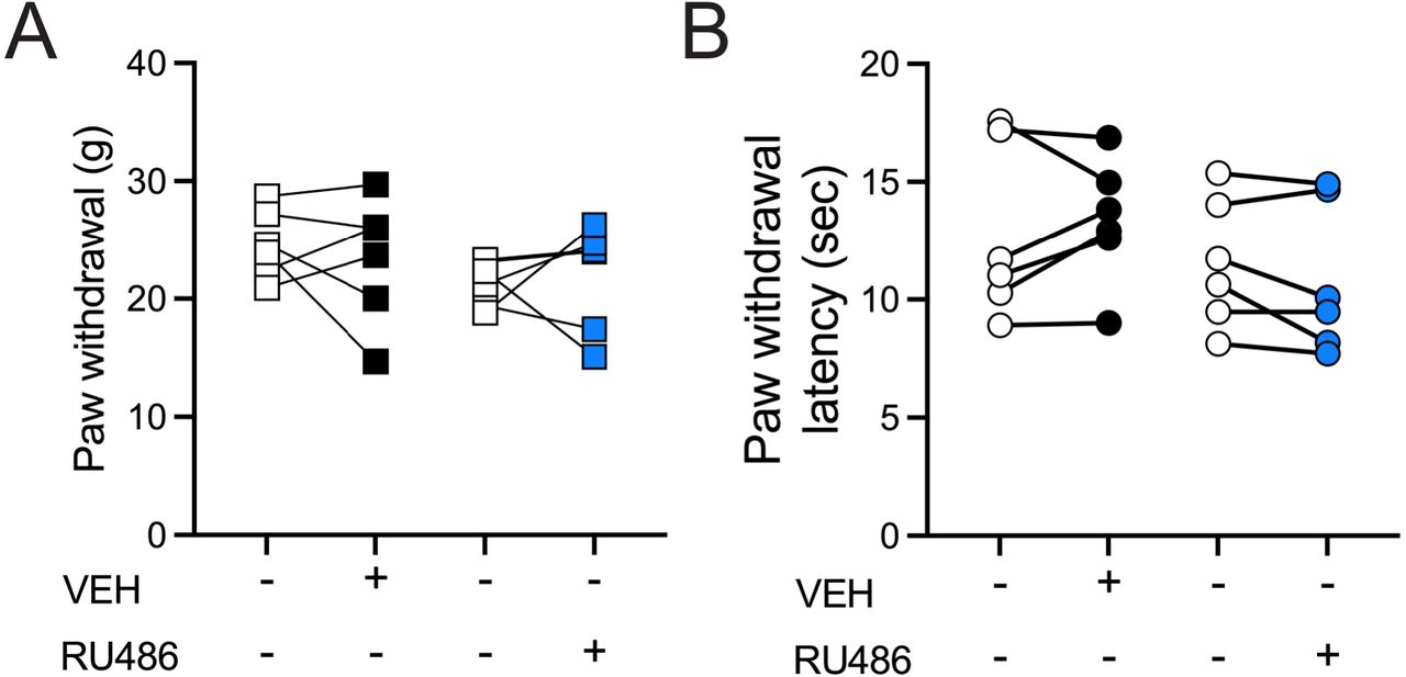 Repeated injections of vehicle or RU486 do not affect pain thresholds in naïve rats.A. Naïve rats received daily injections of vehicle or RU486 (5 mg/kg, SC) over 10 days and were then tested for mechanical thresholds (Two way ANOVA ns for Interaction, Drug or Time). B. Rats were also tested for thermal thresholds thresholds (Two way ANOVA ns for Interaction, Drug or Time).