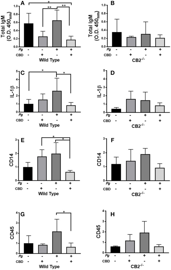CBD suppresses inflammation induced by repeated oral inoculation with P. gingivalis. CB2−/− and control groups of C57Bl6 mice (n = 5 per group) were treated with cannabidiol or vehicle control and repeatedly orally infected with P. gingivalis 33277 or carboxymethyl cellulose control. Total serum IgM was measured by ELISA (A,B); and gingival tissue transcripts of inflammation-related biomarkers were detected by qPCR (C–H). There were no differences in the total IgG or P. gingivalis-cognizant IgM or IgG titers of WT vs. CB2−/− animals (data not shown). Total IgM, IL-1β, CD14, and CD45 signals differed in WT mice treated with P. gingivalis only compared to those dually treated with bacteria and CBD in WT animals only, all p < 0.05. The IgM signal was generally lower in CB2-deficient animals compared to CB2 replete mice. */**p ≤ 0.05/0.01, with all groups compared by ANOVA.