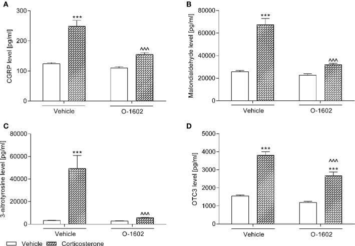 Influence of the 7-day intravenous administration of O-1602 (0.25 mg/kg/day) on the levels of (A) calcitonin gene related peptide (CGRP), (B) malondialdehyde, (C) 3-nitrotyrosine, and (D) organic cation transporter 3 (OCT3) in the the bladder urothelium of rats subjected to the 14-day corticosterone treatment (20 mg/kg/day, subcutaneously). The values represent the mean + SEM (n = 15 animals per group). ***p < 0.001 versus vehicle-treated group, ^^^p < 0.001 versus corticosterone-treated group (Bonferroni’s post hoc test).