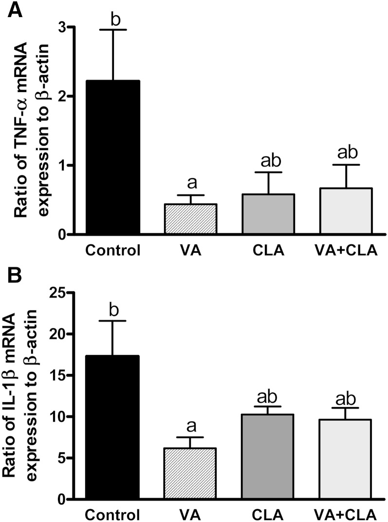 Jejunal mucosa mRNA expression of pro-inflammatory cytokines in JCR:LA-cp rats fed control or experimental diets for 8 weeks. The expression of TNFα (A) and IL-1β (B) is relative to the housekeeping gene, β-actin. Values are mean ± SEM, represented by vertical bars (n = 5). Means without a common letter differ, P < 0.05.