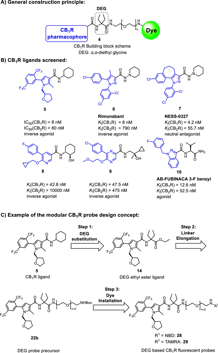 α,α-Diethyl glycine (DEG) amide probe design approach. (A) General construction scheme for CB1R fluorescent probes based on DEG. (B) Selected drug-like CB1R ligands47−52 bearing amide bonds are useful as donors for CB1R pharmacophoric units (blue) for the attachment to the DEG centerpiece. Amine fragments (black) were replaced with DEG. (C) Exemplified three-step probe exploration for CB1R pyrrole-based fluorescent probes 28 and 29.