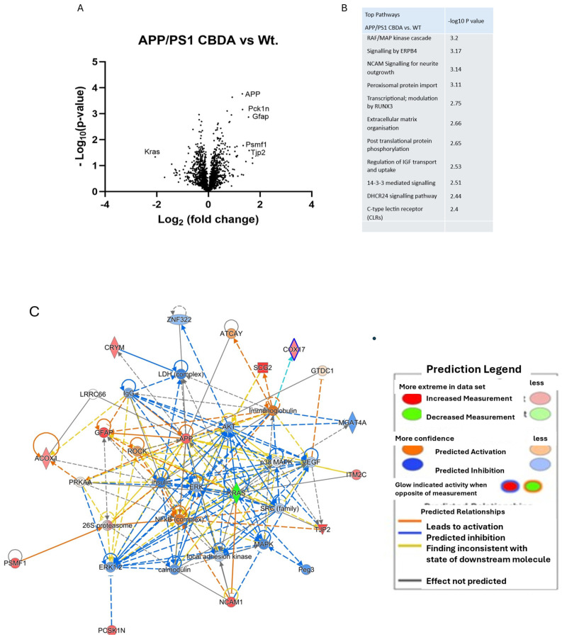 Network and pathway analysis of cortical protein expression in CBDA-treated APP/PS1 mice compared to vehicle-treated WT mice. (A) Volcano plot: Data presented as log2 (fold change) versus –Log10 (p-value). Statistical significance set using unpaired Student’s t-tests. (B) Canonical pathways (ranked by p-value) suggest a role for MAP kinase, Epb4, and Ncam signalling in addition to protein import and phosphorylation processing. (C) Data were imputed into Ingenuity Pathway Analysis (Qiagen) and are ranked by p-value and Z-score. The main enriched network (ranked by p-value) altered in CBDA-treated APP/PS1 vs. WT mice shows predicted inhibition of insulin, Akt, MAP kinase, and ERK proteins, while both NfKb and APP are predicted to remain activated. (C) Canonical pathways (ranked by p-value) suggest a role for MAP kinase, Epb4, and Ncam signalling in addition to protein import and phosphorylation processing.