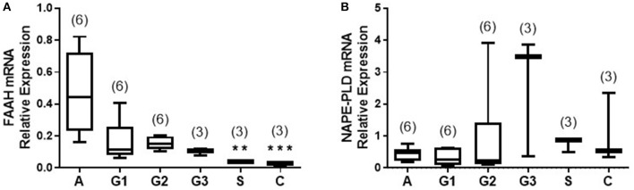 Relative expression of NAPE-PLD and FAAH transcript levels via qRT-PCR. The expression of NAPE-PLD transcripts (A) and FAAH transcripts (B) relative to the geometric mean of three housekeeping genes (IPO8, MRPL19, and PPIA) are shown for control (atrophic) endometria (A; n = 6), grade 1 (G1; n = 6), grade 2 (G2; n = 6), and grade 3 (G3, n = 3) type 1 EC tissue and serous (S, n = 3), and carcinosarcoma (C, n = 3) type 2 EC tissue. Data are presented as median (IQR). P-values were obtained using Kruskal-Wallis one ANOVA with Dunn's multiple comparisons test (**p = 0.0044; ***p = 0.0009). The numbers in parentheses represent the number of samples tested in each group.