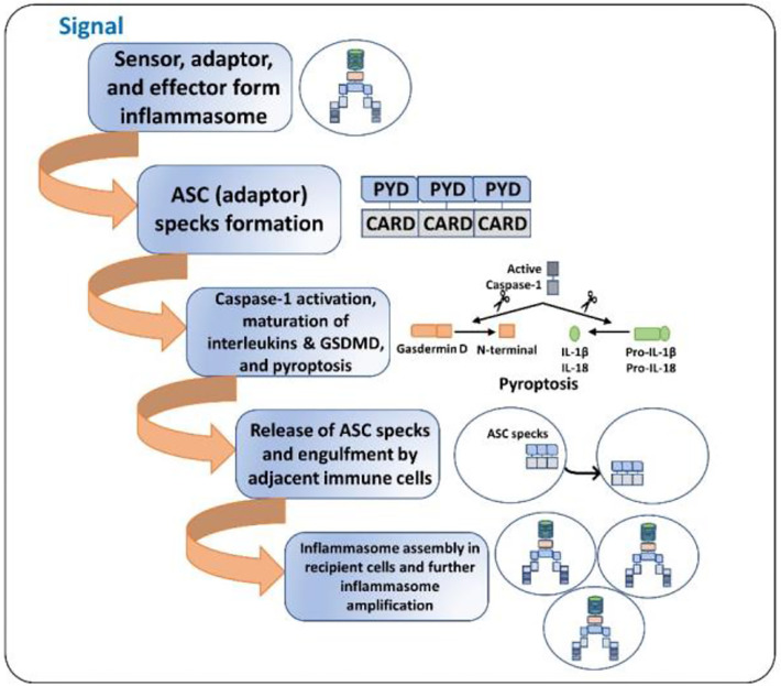 ASC specks and inflammasome activation amplification. 1. Initial signal (bacterial toxins, PAMPs, DAMPs, ds-DNA, etc.) leads to the assembly of the inflammasome. 2. ASC specks (oligomers) are formed such that the sensor, the adaptor, and the caspase-1 are always present at increasing concentrations. 3. The cell undergoes pyroptosis, resulting in cell lysis and the release of inflammatory cytokines and ASC specks. 4. The released ASC specks can be engulfed by adjacent immune cells, leading to the transduction of the upstream signal from one cell to the other. 5. The process of inflammasome assembly, activation, and pyroptosis repeats in the recipient immune cells, leading to amplification of inflammasome activation.