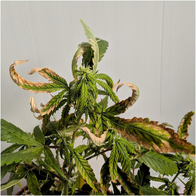 Early symptoms of NH4 toxicity in medical cannabis. The image was taken 17 days after the initiation of the NH4/NO3 fertigation treatments, showing the apical part of a plant receiving a 100% N-NH4 regime.