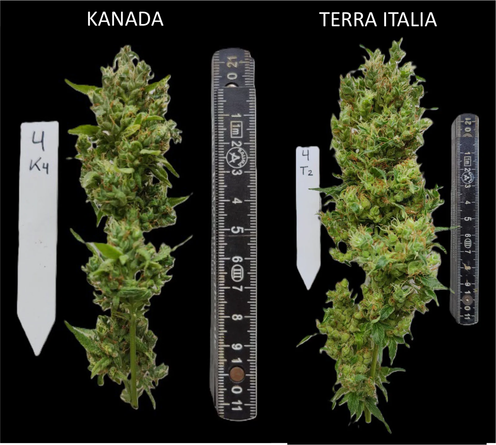 Two cannabis flower clusters are shown side by side against a black background, labeled Kanada on the left and Terra Italia on the right, each accompanied by a labeled plant marker and a ruler for size comparison.