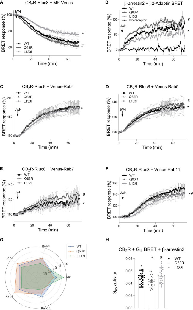 CB2R intracellular trafficking and β-arrestin2 translocation followed by bystander BRET: CB2R-Rluc8-WT (black squares) CB2R-Rluc8-Q63R (grey triangles) and CB2R-Rluc8-L133I (grey circles) were co-expressed with Venus-tagged membrane markers. The cell membrane was labeled with MP-Venus (A), rapid recycling endosomes with Venus-Rab4 (C), early endosomes with Venus-Rab5 (D), late endosomes with Venus-Rab7 (E), and late recycling endosomes with Venus-Rab11 (F). β-arrestin2-Rluc8 was coexpressed with a clathrin-coated pit marker, β2-Adaptin-Venus (B). The arrows show the time of the JWH-133 (10 µM) treatment. Statistical analysis was performed with two-way ANOVA (time, mutation) followed by Tukey’s post-hoc test with multiple comparisons. * and # indicate significant differences in pairwise comparisons, CB2R-L133I vs. CB2R-WT and CB2R-Q63R vs. CB2R-WT respectively (p<0.001). (G) Radial plot showing average differences compared to CB2R-WT across all timepoints. (H) HEK 293T cells were transfected with the indicated CB2R, Gαi1–Rluc8, Venus–β1, γ2 and β-arrestin2 DNA constructs. Columns show G protein activation of the CB2 receptors: CB2R-WT (black squares) CB2R-Q63R (grey triangles) and CB2R-L133I (grey circles) in HEK 293T cells after 2 hour JWH-133 stimulation (10 μM). The mean of the negative ΔBRET (G protein activity) values from 5 independent experiments were compared by one-way ANOVA (repeated measures) and Tukey’s post-hoc test was applied for pairwise comparisons of the wild-type and mutant CB2R. *# indicates a significant difference between wild-type CB2R vs. CB2R-Q63R and CB2R-L133I vs. CB2R-Q63R (p<0.01). All technical replicates from the 5 independent experiments are shown.
