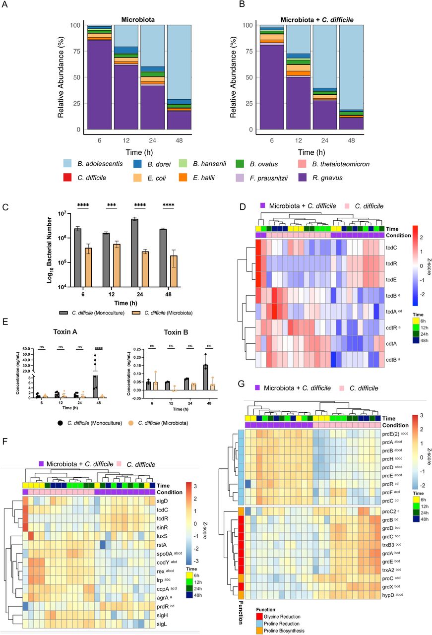 A commensal microbiota community inhibits C. difficile proliferation and toxin production through a proline reduction pathway.The relative abundance of each species in the microbiota (A) and microbiota + C. difficile (B) communities, expressed as a percentage across each time point, based on bacterial numbers quantified by PMA-qPCR. N = 3. C) Comparison of C. difficile number, as predicted by PMA-qPCR, between monoculture and community + C. difficile biofilms, over a 48 h time series. N = 3, mean ± SD, A two-way ANOVA was performed, with Šídák’s multiple comparisons correction. D) Heatmap of expression of the C. difficile PaLoc and CdtLoc operons from the multispecies RNAseq. E) Toxins A and B quantified by ELISA over 48 h from biofilms. Data represent a minimum of three biological repeats, displayed as the median + interquartile range. Statistical analysis was performed using multiple Mann-Whitney tests for toxin A and toxin B at each time point. Holm-Šídák correction for multiple comparisons was performed (Toxin A: P = 0.0086). F) Expression of known PaLoc regulators over time between C. difficile monoculture and C. difficile within a commensal community biofilm over time. G) Expression of proline reductase and biosynthetic genes, and glycine reductase genes in C. difficile. For heatmaps in D), F) and G), superscripts denote significantly differentially expressed genes between C. difficile in the microbiota condition relative to the C. difficile monoculture control at 6h (a),12h (b), 24h (c) 48h (d). Heatmaps in D, F, G, display data as a Z score. * in C and E denote significance: ns P > 0.05, *** P < 0.001, **** P < 0.0001.