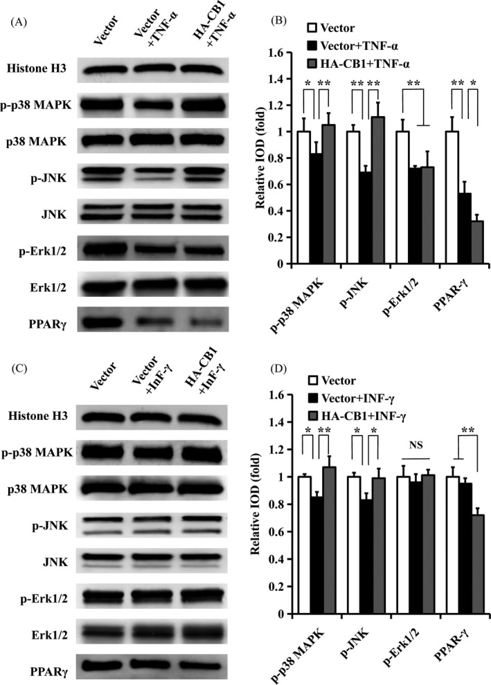 The effect of CB1 on MAPK signalling pathways and PPAR‐γ in PDLSCs under TNF‐α or INF‐γ stimulation. A, B, 10 ng/mL TNF‐α was used to treat PDLSCs for 4 h. A, Western blot showed the expression of phosphorylated p38 MAPK, JNK and Erk1/2, along with p38 MAPK, JNK, Erk1/2 and PPAR‐γ in PDLSCs. B, The quantitative analysis of phosphorylated p38 MAPK, JNK and Erk1/2 and PPAR‐γ. C, D, 100 ng/mL INF‐γ was used to treat PDLSCs for 4 h. C, Western blot showed the expression of phosphorylated p38 MAPK, JNK and Erk1/2, along with p38 MAPK, JNK, Erk1/2 and PPAR‐γ in PDLSCs. D, The quantitative analysis of phosphorylated p38 MAPK, JNK, and Erk1/2 and PPAR‐γ. Histone H3 was used as an internal control. Error bars represent the SD (n = 3). *P ≤ .05; **P ≤ .01