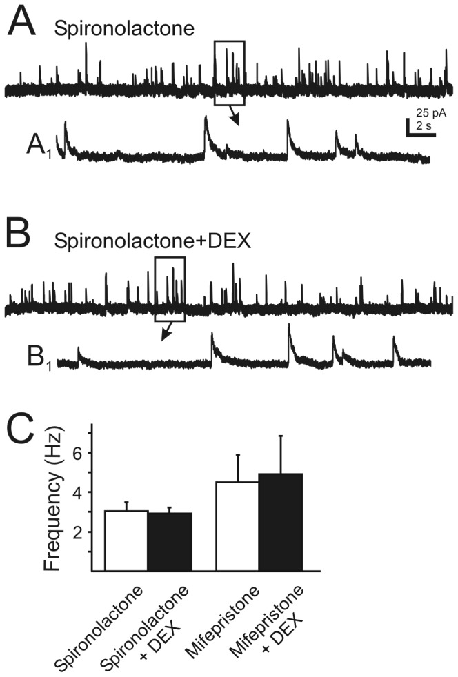 Rapid glucocorticoid effects are prevented by glucocorticoid receptor blockade. A. Continuous recordings of mIPSCs at a holding potential of -10 mV in the presence of the type I corticosteroid receptor antagonist, spironolactone (1 µM). B. The same cell after co-application of DEX (10 µM). A1 and B1 are temporally-expanded, 2 s sections from boxed areas of traces A and B (arrows). C. The DEX-induced increase in mIPSC frequency was never observed in the presence of type I and II corticosteroid receptors antagonists spironolactone (1 µM; n=9; p>0.05) or mifepristone (1 µM; n=9; p>0.05). Error bars indicate SE.