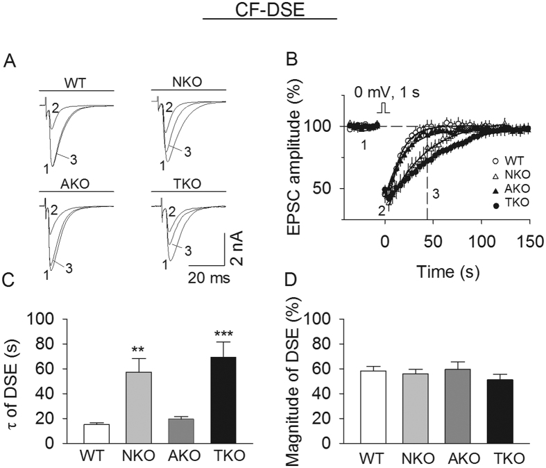 Effects of global and cell type-specific knockout of MAGL on CF-DSE in PCs.(A,B) Sample traces (A) and average time courses of CF-EPSCs (B) in response to a brief depolarization in cerebellar slices prepared from MAGL-TKO, -NKO, and -AKO mice and their wild-type (WT) littermates (n = 7–11 cells from N = 3–5 mice per genotype). The solid lines are single exponential fitting curves of the decay of CF-DSE, which yield the decay time constant (τ) of DSE shown in (C). (C) Compared with that of WT control, τ of CF-DSE was significantly increased in MAGL-TKO and -NKO mice but was not changed in MAGL-AKO mice (**p < 0.01, ***p < 0.001). (D) MAGL-TKO, -NKO and -AKO did not significantly alter the magnitude of CF-DSE (p > 0.05).