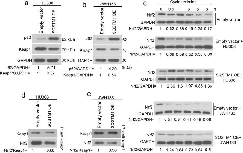 p62 stabilizes Nrf2 in hFOB 1.19 cells exposed to CNR2 agonists. hFOB 1.19 cells were cultured at 34 °C until reaching confluence and then transfected with empty vector or p62 overexpression vector (SQSTM1 OE). Then, culture medium was replaced, and cells were then cultured at 39 °C in presence of 50 nM HU308, 10 μM JWH133 for 48 h. a-b The protein levels of p62 and Keap1 were analyzed with western blotting. c Post a 48-h transfection, hFOB 1.19 cells were harvested at 0.5, 1, 3, 6, 8 h following treatment of 100 μg/mL cycloheximide. The expression levels of Nrf2 were determined with western blotting analysis. d-e For Co-IP assay, beads coated with anti-Keap1 was used to pull down intracellular Keap1, and the expression levels of Keap1 and Nrf2 were determined with western blotting