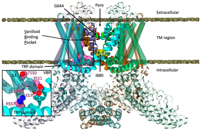 The equilibrated structure of TRPV1 in a POPC lipid bilayer.