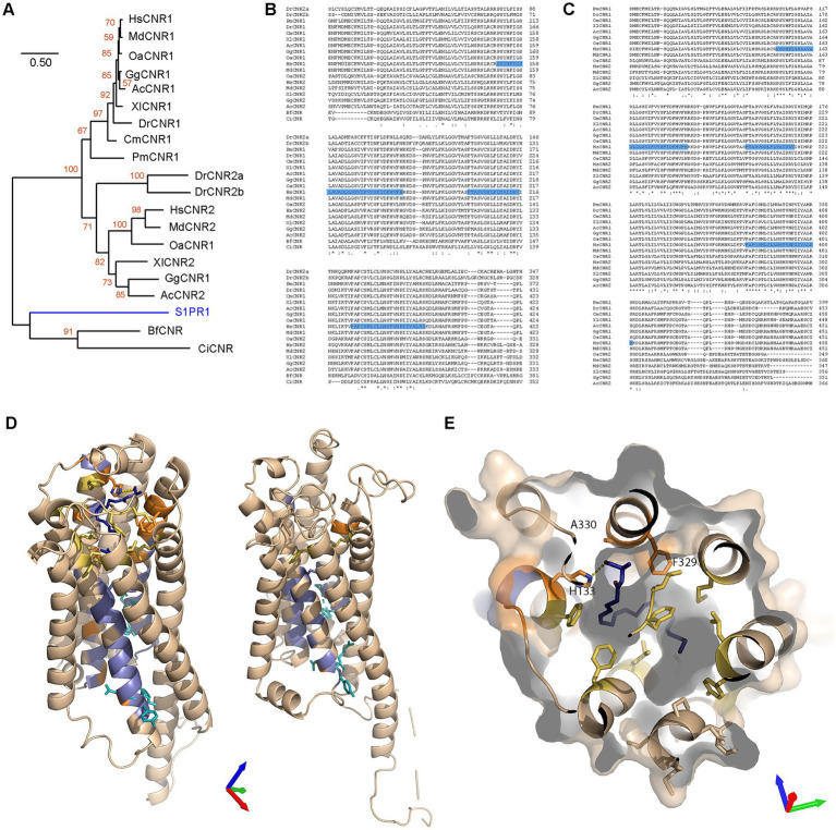 Evolutionary analysis of CNR1/CB1R in different taxa and structural comparisons. (A) Maximum Likelihood analysis using a neighbor joining method. Sequences aligned with Clustal W and phylogenetic analysis carried out using JTT + G with 100 bootstraps (orange values). Sphingosine-1-phosphate receptor 1 (S1PR1) was used to root the tree (blue branch). (B) Alignment of all CNR proteins. The three motifs identified earlier are highlighted in blue. Sequence not containing the conserved motifs were removed from the figure. (C) Alignment of CNR proteins identified in chordates (with the removal of Teleost CNR2). Sequence not containing the motifs removed from the figure. Blue highlighting are residues that were identified earlier as conserved (from CM1, CM2 and CM3). (D) Homology models of Petromyzon marinus CB1R superposed onto the anandamide analog AMG315 (dark blue) (left) and Branchiostoma floridae cannabinoid receptor of unknown type (right). Residues conserved in CNR, LPAR and S1PR clades are colored blue and those conserved in only the CNR clade are colored orange. Residues critical for receptor activation are shown as cyan sticks and additional, non-conserved residues in the anandamide binding pocket are colored yellow. Axes colored X red, Y green, Z blue. (E) Petromyzon marinus CB1R superposed to the anandamide analog binding pocket. Axes colored X red, Y green, Z blue. Color scheme as in (D).