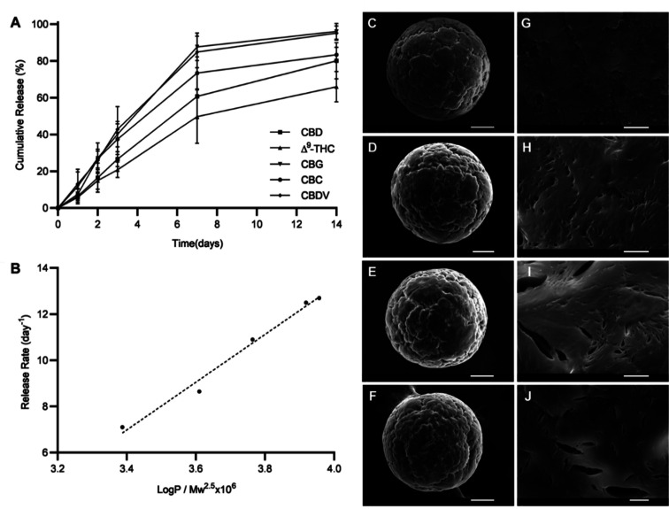 In vivo release study. (A) Phytocannabinoid in vivo release profiles from Cannabis extract microdepots recovered from the subcutaneous tissue (mean ± SD, n = 4). (B) Average release rate within the first week of the study versus phytocannabinoids’ lipophilicity (Log P) and molecular weight. The dotted line represents linear regression. (C–J) SEM micrographs depicting the surface morphology of Cannabis extract microdepots (C) before and following (D) 3, (E) 7, and (F) 14 days of the in vivo release study. Scale bar: 50 μm. (G–J) Corresponding magnified micrographs of C–F. Scale bar: 5 μm.