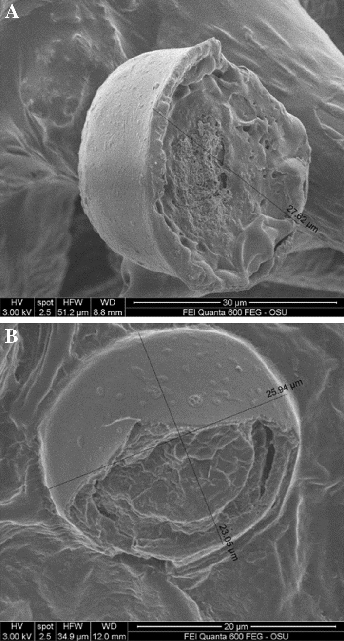 (A) T&H non-extracted leaf with part of the sessile gland missing probably due to the mechanical chopping of the biomass, revealing resinoid substance inside that could be a mix of the cannabinoids and some of the terpenes that did not volatilize. (B) T&H Extracted leaf part with part of the sessile gland missing revealing resinoid substance inside that could be the cannabinoids and some of the non-extracted terpenes.