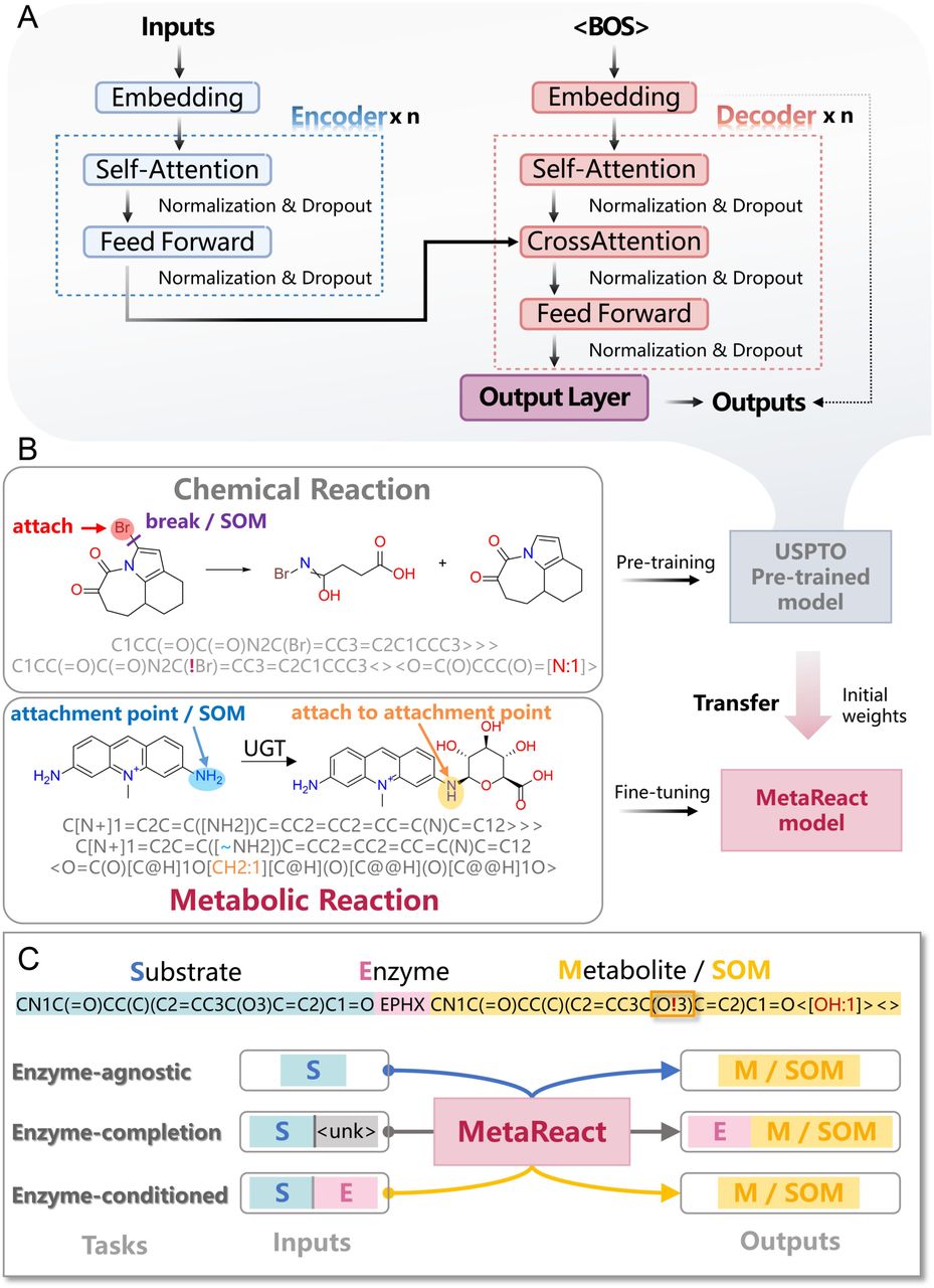 Overview of the MetaReact model.(A) MetaReact model architecture. The encoder uses self-attention to generate context-aware representations of the input sequence. The decoder generates output tokens autoregressively, using both self-attention and cross-attention to integrateinformation from the encoder. (B) Pretraining on general chemical reactions and fine-tuning on metabolic reactions, both represented using the reaction-aware ReactSeq format that encodes atomic and bond transformations. (C) Three task-specific input formats guide the model to predict metabolites from substrates (enzyme-agnostic), infer both enzyme and metabolite (enzyme-completion), or predict metabolites given an enzyme (enzyme-conditioned).