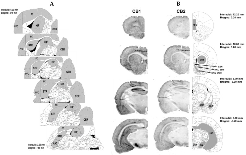Illustration of rat brain structures for detection of level of endocannabinoid and NAEs (panel A; horizontal section) or immunostaining of cannabinoid CB1 and CB2 receptors after passive saline administration, extinction training, and saline injection during reinstatement (Yoked saline + i.p. saline) (panel B; coronal sections). BLA—basolateral and basomedial amygdala, CER—cerebellum, FC—frontal cortex, HIP—hippocampus, LSN—lateral septal nucleus, MGP—medial globus pallidus, NAC core—nucleus accumbens core, NAC shell—nucleus accumbens shell, PFC—prefrontal cortex, SN—substantia nigra, STR—dorsal striatum, and VTA—ventral tegmental area. According to the Rat Brain Atlas [34].