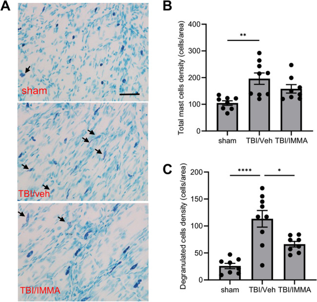Treatment with IMMA reduced mast cell degranulation in the TBI mouse meninges. At 7 days post-TBI, meninges were dissected and stained with toluidine blue. Degranulated mast cells identified by faint staining due to extensive granule secretion were indicated by arrows (A). The number of total mast cells and degranulated mast cells were counted. Both the total mast cell and the degranulated mast cell densities were significantly increased in the TBI animals but reduced by IMMA treatment (B, C). *p < 0.05, **p < 0.01 and ****p < 0.0001 (mean ± SEM. n = 8/group). Scale bar = 100 μm