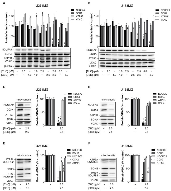Influence of THC and CBD, administered alone or in combination, on protein levels of subunits of ETC complexes I (NDUFA9, NDUFB8), II (SDHA, SDHB), III (UQCRC2), IV (COX2, COX4) and V (ATP5A) in human glioblastoma cells. U251MG and U138MG cells were incubated with selected concentrations of THC and CBD or their combination (in a ratio of 1:1) for 24 h. Subsequently, cellular total protein extracts (A,B) or isolated mitochondrial fractions (C–F) were analysed for specific subunits of different ETC complexes by Western blots. All percentage values shown refer to the vehicle control, which was set to 100%. The values shown in the bar graphs are based on densitometric analyses of blots, whereby the specific subunits were normalised to β-actin (A,B) or VDAC (C–F). The blots shown are representative. The data in all panels are mean values ± SEM of n = 3–4 independent experiments per group. * p ≤ 0.05, ** p ≤ 0.01, *** p ≤ 0.001 vs. corresponding vehicle control, one-way ANOVA with Dunnett’s post hoc test (A,B) or unpaired two-tailed t test (C–F).