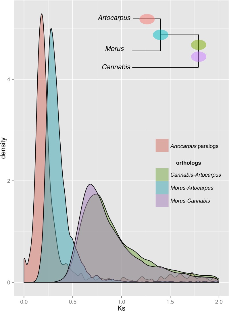 Distribution of synonymous substitution rates (Ks) for paralog pairs in Artocarpus, and orthologs between Artocarpus, Morus, and Cannabis proteomes, demonstrating a possible lineage-specific whole-genome duplication in Artocarpus. Paralogs are from orthogroups reconstructed to be multicopy in Artocarpus but single copy in both Morus and Cannabis. Orthologs between pairs of species are from orthogroups reconstructed to be single copy in all three proteomes.