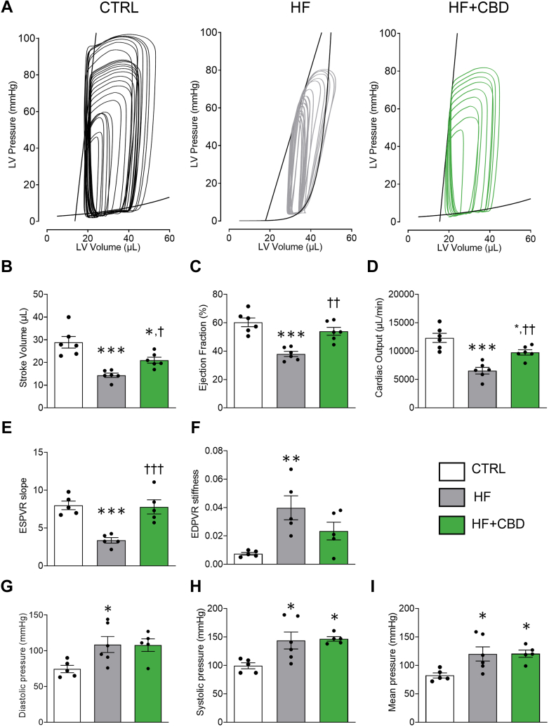 CBD Protects Against Cardiac Dysfunction in Mice With HF(A) Representative images of pressure-volume loop recordings with preload impediment by transiently occluding the inferior vena cava, of vehicle (CTRL), HF, or HF + CBD infusion for 28 days, and the end-diastolic pressure-volume relationship (EDPVR) slope and end-systolic pressure-volume relationship (ESPVR) slope originated (black lines), respectively. First loop represents steady-state loop. Hemodynamic parameters determined from steady-state pressure-volume loop analysis: (B) stroke volume; (C) ejection fraction; (D) cardiac output; (E) ESPVR; and (F) EDPVR slope values for each group. Pooled data of: (G) diastolic, (H) systolic, and (I) mean blood pressure in CTRL, HF, and HF + CBD mice groups. The group of HF + CBD was treated with 1 mg/kg of CBD. Data are presented as mean ± SEM; n = 5-6; dots represent individual values; analyzed by 1-way analysis of variance test with post hoc Tukey multiple comparisons test; ∗P < 0.05, ∗∗P < 0.01, and ∗∗∗P < 0.001 compared with CTRL, †P < 0.05, ††P < 0.01, †††P < 0.001 compared with HF. Abbreviations as in Figure 1.