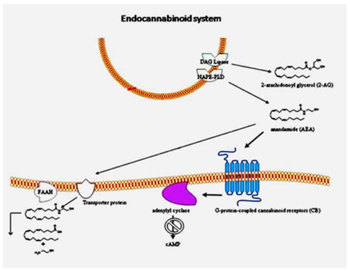 Endocannabinoid system workflow in peripheral blood mononuclear cells of patients with autism spectrum disorder (ASD). The cannabinoid receptor 2 (CB2) gene is over-expressed, as well as protein levels. The anandamide synthesis enzyme N-acyl phosphatidylethanolamine-specific phospholipase D (NAPE-PLD) gene is slightly decreased. Reprinted from [7], with permission from Springer (Berlin/Heidelberg, Germany) (license #5034221089815).