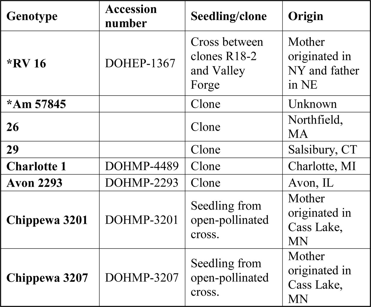 Genotype and origin of the American elm samples used to identify intergenic chloroplast variability. Genotypes with asterisks were used for chloroplast genome assembly, annotation, and additional analyses.