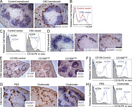 CB2 overexpression is sufficient to position B cells to the MZ. (A–C) CD45.1+ B cells retrovirally transduced with vectors encoding either control surface receptor (truncated nerve growth factor receptor) or CB2, as well as the reporter hCD4, were transferred into CD45.2+ recipient mice. Mice were analyzed 16 h later. (A) Immunohistochemical staining of splenic cryosections shows localization of hCD4+ transduced cells (brown) and endogenous B cells (blue). (B) Flow cytometry of hCD4 expression in transferred retrovirally transduced B cells. (C) Flow cytometry of the binding of CD19-PE antibody 5 min after i.v. injection by donor CD45.1+ B cells in recipient mice. Transduced B cells (hCD4+) are shown in blue, co-transferred nontransduced B cells (hCD4−) in gray. (D) Co-localization of CB2-transduced cells (hCD4; brown) with B cell and macrophage markers (B220, CD169, and SIGNR1; blue) in adjacent sections. Data in A–D are representative of one of three independent experiments. (E and F) CB2-transduced CD45.1+ B cells were transferred into CD169DTR or littermate control mice that had been treated with diphtheria toxin. (E) Immunohistochemical staining of splenic cryosections. (F) Flow cytometry of the binding of anti–CD19-PE 5 min after i.v. injection by transferred CD45.1+ B220+ B cells. (G and H) CB2-transduced CD45.1+ B cells were transferred into mice treated 2.5 wk earlier with liposomal clodronate or PBS. Analysis was as in E and F. Data in (E–H) are representative of two independent experiments of each type. Bars, 100 µm.