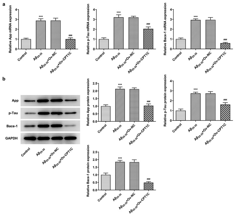 CPT1C overexpression decreased the deposition of AD marker proteins in Aβ25-35-induced HT22 cells. Following transfection of Ov-CPT1C or Ov-NC for 24 h, HT22 cells were treated with Aβ25–35 for another 24 h