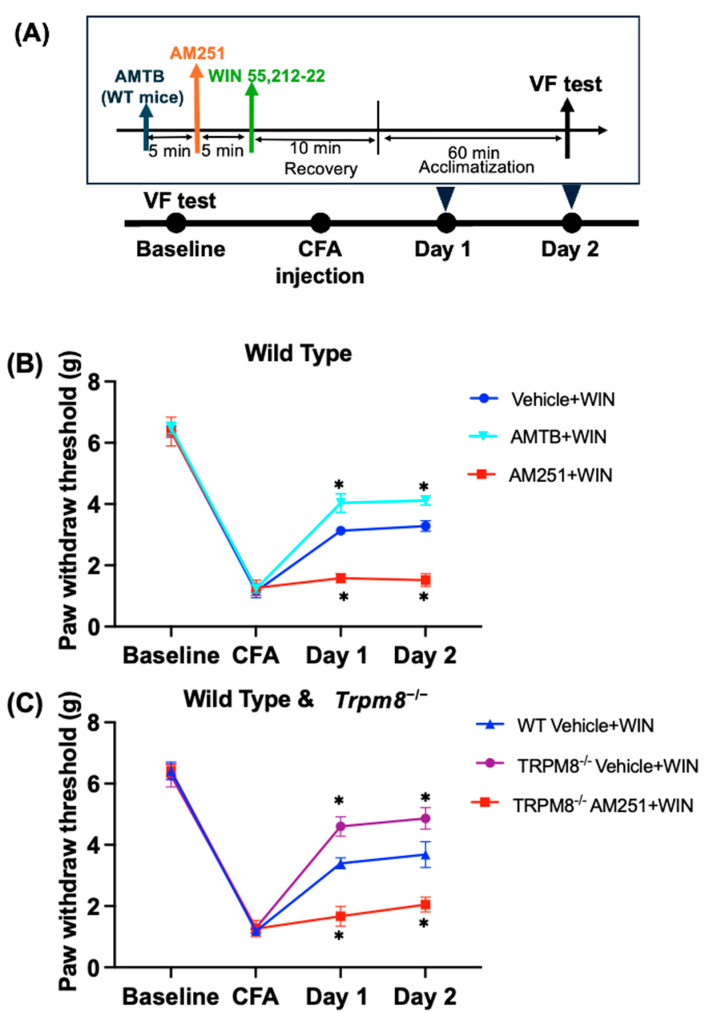 Effect of WIN 55,212-2 in the CFA pain model in wild-type and Trpm8−/− mice. (A) The flowchart of the experiment. (B) In the CFA pain model of WT mice, the von Frey test was used to evaluate the Vehicle + WIN group (Saline + WIN 55,212-2, i.p.), AM251 + WIN group (AM251 + WIN 55,212-2, i.p.), and the AMTB + WIN group (AMTB + WIN 55,212-2, i.p.). (C) Changes in mechanical pain threshold of WT Vehicle + WIN group, Trpm8−/− Vehicle + WIN group, and Trpm8−/− AM251 + WIN group. WIN 55,212-2 treatment was performed after the administration of vehicle or antagonist on Days 1 and 2. The values are expressed as mean ± standard deviation (n = 6). * p < 0.05 compared with the WT Vehicle + WIN group.