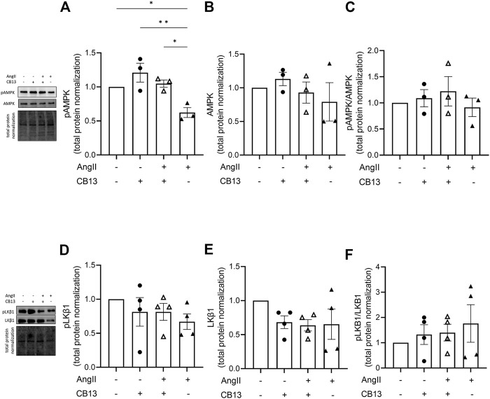 CB13 rescued AngII-induced reduction of phosphorylated AMPK. (A) CB13 treatment resulted in phosphorylation of AMPK (normalized by total protein) in NRAM at Thr172 (an indicator of AMPK activation status) compared to control, and rescued AngIIinduced downregulation of p-AMPK. (B) Total AMPK and (C) pAMPK (when normalized by total AMPK) were unaltered by AngII and CB13 treatment. The proportion of pAMPK in the context of total AMPK doesn’t change (panel C), in part because there is seemingly a trend, albeit statistically insignificant, toward reduced total AMPK. (D) p-LKB1, (E) total LKB1, and (F) p-LKB1/total LKB1 were unchanged by AngII and CB13. Data are presented as mean ± SEM. n = 3–4. *p ≤ 0.05 and **p < 0.01.