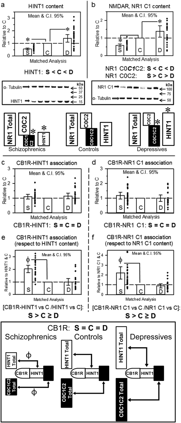 HINT1 and NMDAR NR1 C1 subunit levels and their association with CB1Rs in postmortem human prefrontal cortices of schizophrenic and depressive subjects: a comparative study vs. control individualsThe analysis was first performed for each individual group, schizophrenics (S), depressives (D), and controls (C). The levels of (a) HINT1 and (b) NMDAR NR1 subunits containing C1 cytosolic segment were normalized when necessary to α-tubulin levels. Representative blots are shown. Left, S/C/D triplet 9; right S/C/D triplet 10 (see Supplementary Table S1 and Fig. S1). The assays were performed twice, and the average data for each individual were included in the subsequent matched analysis. The values of the schizophrenic and depressive subjects were compared to that of the corresponding matched control of the triplet (assigned an arbitrary value of 1), and for the S and D groups (n = 24) the means (bars), 95% CI (lines) and individual values (points) are shown. Analyses of covariance (ANCOVA) were performed with age, PMI and suicide as covariates. Inset: diagram indicating differences in HINT1 levels and ratios of the different NR1 subunits in the study groups. *p < 0.05 vs control in LSD post-hoc analyses. CB1R was immunoprecipitated, and CB1R-associated HINT1 (c) and NR1 C1 (d) protein levels were determined by western blotting. Data were normalized when necessary to the signals obtained probing the accompanying anti-CB1R IgGs used for immunoprecipitation with a secondary antibody (mouse anti-rabbit light chain HRP-conjugated monoclonal ab; Millipore #MAB201P). This antibody labels light chains on primary antibodies targeting the GPCR or a co-precipitated protein. Data expression and analyses as in (a) and (b). The CB1R-associated HINT1 and NR1 C1 were related to total HINT1 (e) and NR1 C1 (f) content, respectively. Inset: diagram showing the presence of CB1Rs and their association with HINT1 and NMDAR NR1 C1 subunits relative to the total content of these proteins in the study groups. Ф p < 0.05 vs control in LSD post-hoc analyses