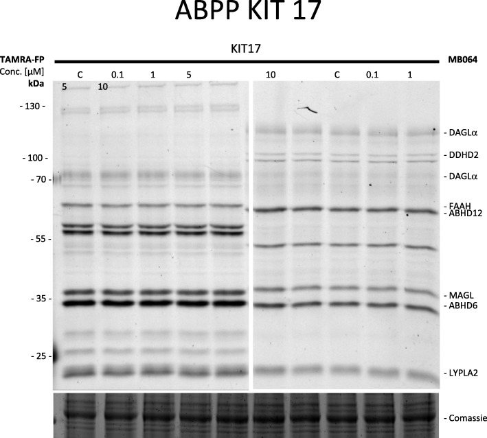 Effects of KIT 17 on key enzymes involved in the endocannabinoid system. Dose-response gel-based ABPP on mouse membrane brain proteome with activity-based probes TAMRA-FP (left) and MB064 (right) (N = 3). ABHD6 and ABHD12 α,β-hydrolase domain-containing 6 and 12; DAGLα diacylglycerol lipase-α; FAAH fatty acid amide hydrolase, and MAGL monoacylglycerol lipase