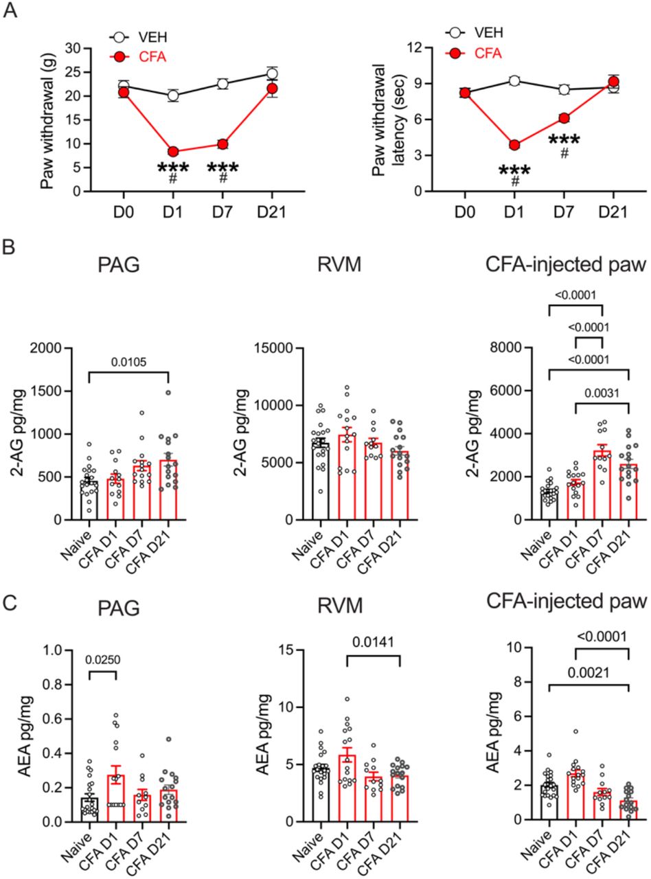 CFA inflammation induces hyperalgesia and changes in endocannabinoid levels.A. Paw withdrawal measurements using von Frey fibers show the time course of CFA-induced hyperalgesia across time (2-way RM ANOVA, Time X Treatment; F3,66 = 16.96, p < 0.0001, Tukey’s multiple comparisons, **** CFA compared to VEH, p < 0.0001; # Compared to D0, p < 0.05, N = 12 (6 male/6 female rats per treatment). Paw withdrawal latencies to thermal stimulation using the Hargreaves test across time (2-way RM ANOVA, Time X Treatment; F3,66 = 23.66, p < 0.0001, Tukey’s multiple comparisons, ****CFA compared to VEH, p < 0.0001; # Compared to D0, p < 0.05, N = 12 (6 male/6 female rats per treatment). A 3-way ANOVA showed no significant behavioral differences between males and females on the von Frey test (Sex X Treatment: F(1, 20) =0.24, p = 0.63) or Hargreaves test (F(1, 20) = 0.87, P=0.36). B. Levels of 2-AG measured in brain tissue (PAG: One way ANOVA, F3,59 = 3.35, p = 0.02, RVM: One way ANOVA, F3,60 = 1.55, p = 0.21) and CFA-injected paw (One way ANOVA, F3,61 = 24.96, p < 0.0001). Tukey’s multiple comparisons on graphs. C. Levels of AEA measured in brain tissue (PAG: One way ANOVA, F3,59 = 3.08, p = 0.03, RVM: One way ANOVA, F3,61 = 4.35, p = 0.0077) and CFA-injected paw (One way ANOVA, F3,60 = 13.90, p < 0.0001). Tukey’s multiple comparisons shown on graphs.