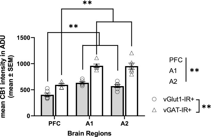 Mean CB1R intensity within excitatory (vGlut1-IR +) and inhibitory (vGAT1-IR +) cell types across three brain regions of the postmortem human cortex. Each individual data point represents mean intensity averaged across all sampled sites across a cortical layer. There was a main effect of cell type, p < 0.001, main effect of brain region, p < 0.001, and a significant cell type × brain region interaction, p < 0.001. Post hoc analysis indicated significantly lower mean CB1R intensity within the PFC for both excitatory and inhibitory populations compared to the primary and association auditory cortex, p < 0.001 for all comparisons. Straight lines indicate main effects across groups. Brackets indicate post hoc pairwise comparisons. **p < 0.001. Error bar denotes SEM. PFC = prefrontal cortex, A1 = primary auditory cortex, A2 = association auditory cortex.