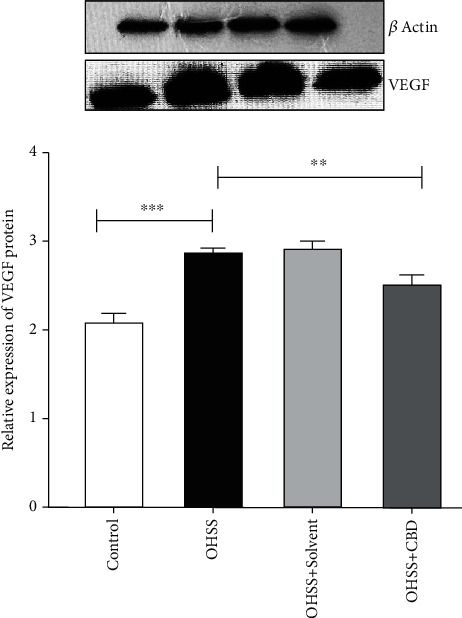 VEGF protein levels were assessed through Western blot. Values are the mean ± SD (n = 8 for each group). β-Actin was applied as an internal control (∗∗∗p < 0.001 and ∗∗p < 0.01).