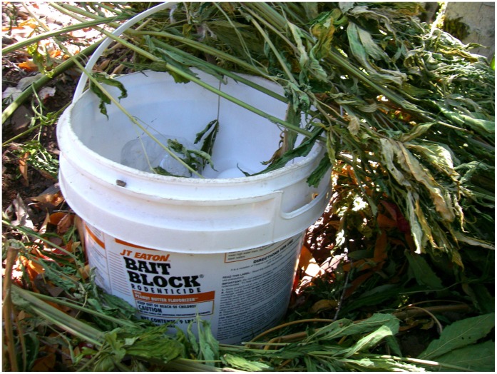 One of several nine-pound buckets of anticoagulant rodenticide removed from an illegal northern California marijuana operation within the northwestern California fisher (Martes pennanti) project boundary.