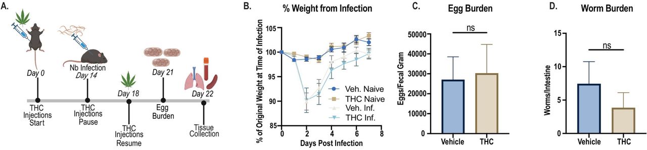 THC exposure does not alter infection-induced weight loss or parasite burden following Nippostrongylus brasiliensis infection.Vehicle and THC-treated mice were left naïve or infected with Nb and assessed for infection-associated weight change and parasite burden at day 7 post-infection. (A) Experimental timeline. (B) Body weight change shown as percent of original body weight at the time of infection. (C) Fecal egg burden in vehicle and THC-treated infected mice. (D) Adult worm burden in the small intestine. Data are presented as mean ± SEM of n= 7 per group and representative of two independent experiments. Statistical analysis was performed using an unpaired t test for egg burden and worm burden. ns, not significant.